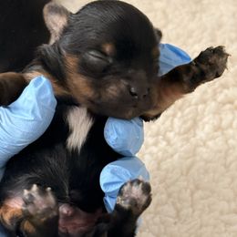 Milo - Chocolate, tan and white male Yorkshire Terrier puppy in Las Vegas, Nevada from Yorkie House
