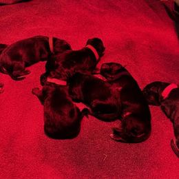 Girl 3 - Black and red female German Shepherd puppy in Snohomish, Washington from Wataha Shepherds