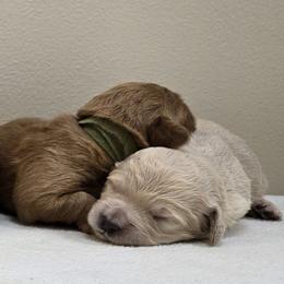 Girl 5 - Cream female Goldendoodle puppy in Milford, Michigan from Servant Kennel