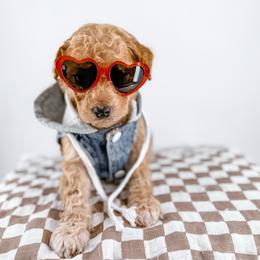 Boots - Apricot male Goldendoodle puppy in Jamestown, Kentucky from Milk & Honey Doodles