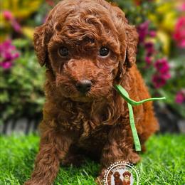 Bellagio - Red  male Poodle puppy in Salem, Missouri from Meadowbrook Poodles