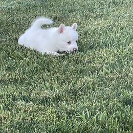 Pomsky Puppies from Promise Land Pomskies