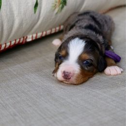 Kate - Merle female Bernedoodle puppy in Murray, Utah from Sun Valley Doodles
