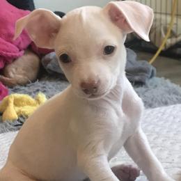 Riko - White male Chihuahua puppy in Mesa, Arizona from Sun Valley Chihuahuas & Malinois