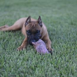 Rouge - Fawn female Perro de Presa Canario puppy in Tickfaw, Louisiana from La Fundación K-9