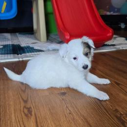 Girl 2 - Saddleback sable female Border Collie puppy in Piedmont, South Carolina from Soaring Borders Border Collies