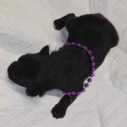 Black Girl 1 Josie - Black female Miniature Schnauzer puppy in Spring Hill, Florida from Suncoast Miniature Schnauzers
