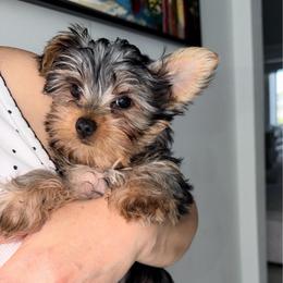 Bunny - Blue and gold male Yorkshire Terrier puppy in Fort Myers, Florida from Katherine’s Yorkies and Poodles