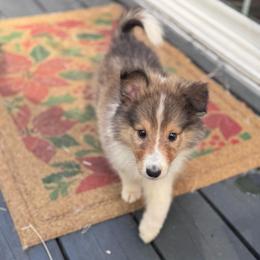 Mr. Black - Sable male Collie puppy in Tallahassee, Florida from Lampost Kennels