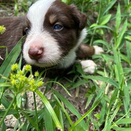 Newt - Red tri-color male Australian Shepherd puppy in Fort Myers, Florida from U Cross Australian Shepherds