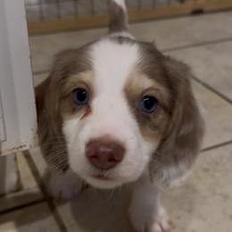 Star-Lord - Dapple male Dachshund puppy in North Richland Hills, Texas from Ein Dachshund