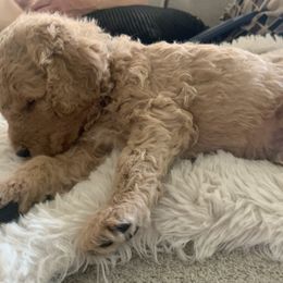 Goldendoodle Puppies from Columbia River Doodles