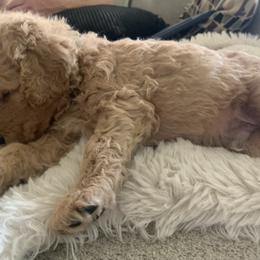 Goldendoodle Puppies from Columbia River Doodles