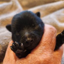 Schipperke Puppies from Walking Hart Schipperkes