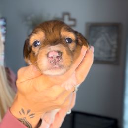 Ranger - Dapple male Dachshund puppy in Brandon, Florida from Knights Dachshunds