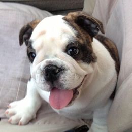 Bulldog Puppies from Trevino’s Bulldogs