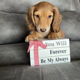 Honey - Dapple female Dachshund puppy in Stuart, Iowa from Johnson Family Corgis and more