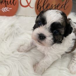 Shih Tzu Puppies from Riley Family Kennel