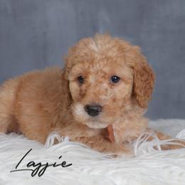 Lassie - Apricot female Goldendoodle puppy in Guthrie, Oklahoma from Edmond Doodles, LLC