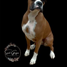 Tika - Boxer