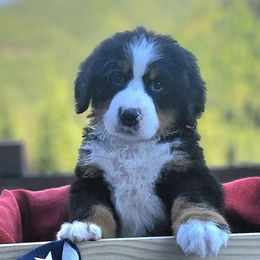 Alice - Black rust and white female Bernese Mountain Dog puppy in Saint Maries, Idaho from Rusty Brows Berners