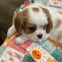 Cavalier King Charles Spaniel Puppies from Rolling Meadows Cavaliers