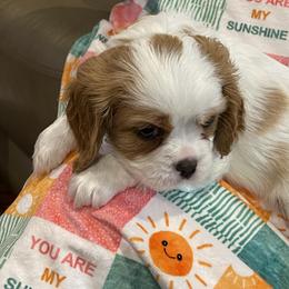 Cavalier King Charles Spaniel Puppies from Rolling Meadows Cavaliers