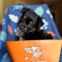 Black Tri male - Black male Miniature Australian Shepherd puppy in Buchanan, Georgia from Stanleyville Farm Mini Aussies
