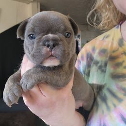 French Bulldog Puppies from Honey Hole Frenchies