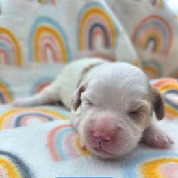 Beast - male Cavapoochon puppy in Bullard, Texas from Cavapoochon Central LLC