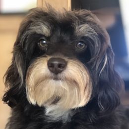 Nutmeg - Aussiedoodle