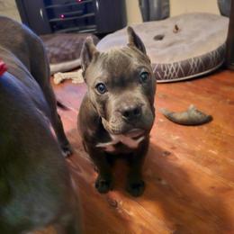 American Bully Puppies from Night Court Bullies