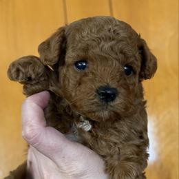 Roux - Red  male Poodle puppy in Ennis, Texas from Johnson Ventures