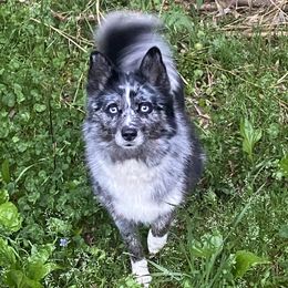Sarabi - Pomsky