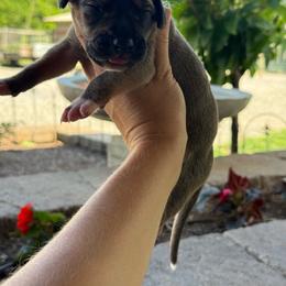 Light pink collar - Fawn female Great Dane puppy in Corsica, Pennsylvania from Ferguson Family Danes LLC