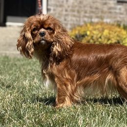 Annie - Cavalier King Charles Spaniel