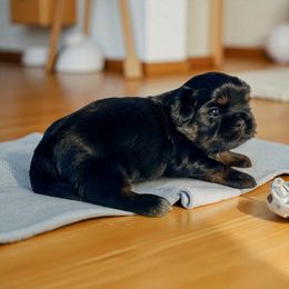 AKC-Rocky - Black male Shih Tzu puppy in Mooresville, North Carolina from Juji Shih Tzu