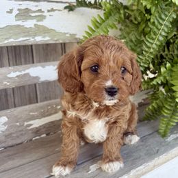 Monica - Red female Cavapoo puppy in Preston, Idaho from Shaffer Top Notch Puppies