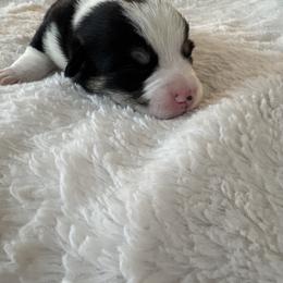 Zazu - Black and tan male Pembroke Welsh Corgi puppy in Washington from KB Corgis