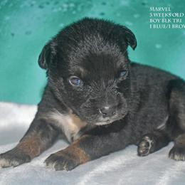 Marvel - Black tri male Miniature Australian Shepherd puppy in Patterson, North Carolina from DreamLine Aussies