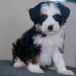 Meeko - Tri-color male Bernedoodle puppy in Dundee, Ohio from Down Home Doodle