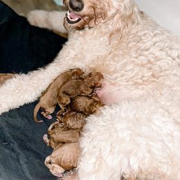 Goldendoodle puppies from Riverbend Doodles