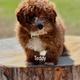 Teddy