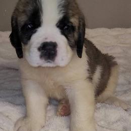 Poppy - Red and white female Saint Bernard puppy in Brandon, South Dakota from Split Rock Saints