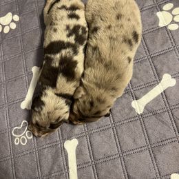 Australian Shepherd Puppies from Central Florida Australian Shepherds