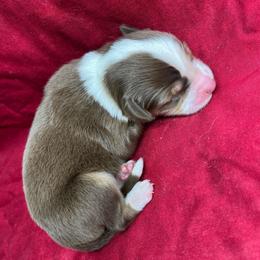 Hershey - Red tri female Miniature Australian Shepherd puppy in Alabama from SBA Aussies