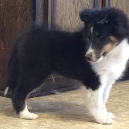 Shetland Sheepdog Puppies from September Morning Shelties