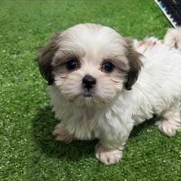 Buddy - Tricolor male Shih Tzu puppy in Bourne, Massachusetts from Shih Tzu Pups