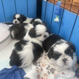 Shih Tzu Puppies from Ashley Haynes