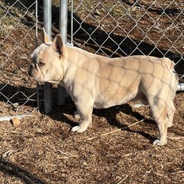 Kingston - French Bulldog